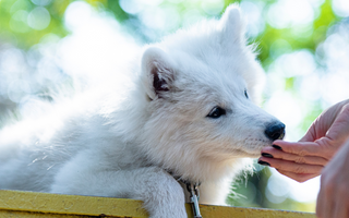 The Ultimate Guide to Samoyed
