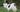 The Ultimate Guide to Japanese Chin