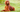 Top 10 Health Concerns for Irish Setter: Prevention and Care