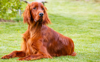 Top 10 Health Concerns for Irish Setter: Prevention and Care
