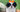 Japanese Chin Exercise Needs: Keeping Your Japanese Chin Fit and Happy
