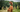 Irish Setter Exercise Needs: Keeping Your Irish Setter Fit and Happy