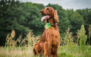 Irish Setter Exercise Needs: Keeping Your Irish Setter Fit and Happy