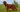 Are the Irish Setter Good with Kids? A Family-Friendly Breed Analysis