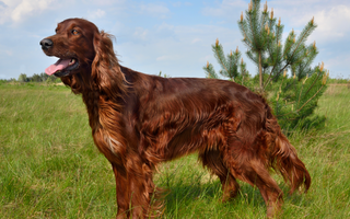 Are the Irish Setter Good with Kids? A Family-Friendly Breed Analysis