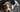 Best Orthopedic Dog Beds for Puppies: When to Invest Early