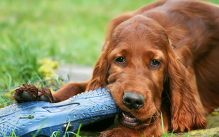 Best Diet for Irish Setter: Nutrition Tips and Food Recommendations