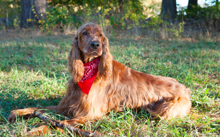 Irish Setter Temperament: What to Expect from Your Dog