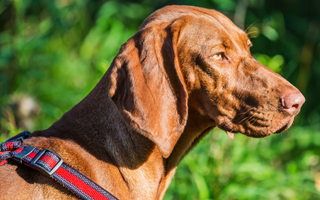 The Ultimate Guide to Bloodhound