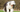 Old English Sheepdog Exercise Needs: Keeping Your Old English Sheepdog Fit and Happy