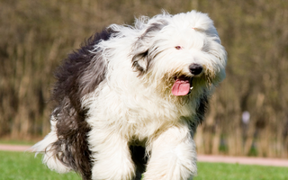 Old English Sheepdog Exercise Needs: Keeping Your Old English Sheepdog Fit and Happy