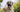 Anatolian Shepherd Dog Temperament: What to Expect from Your Dog