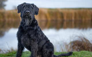 Giant Schnauzer Temperament: What to Expect from Your Dog