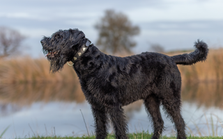 Best Diet for Giant Schnauzer: Nutrition Tips and Food Recommendations