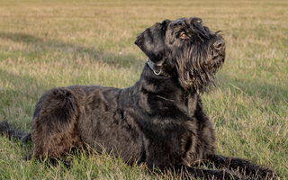Giant Schnauzer Exercise Needs: Keeping Your Giant Schnauzer Fit and Happy