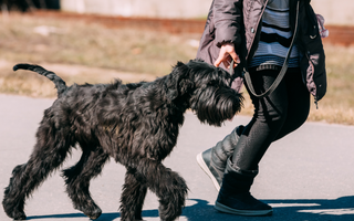 Are the Giant Schnauzer Good with Kids? A Family-Friendly Breed Analysis