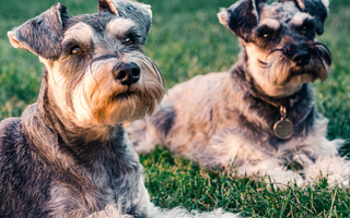 The Ultimate Guide to Giant Schnauzer