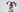 Top 10 Health Concerns for Dalmatian: Prevention and Care