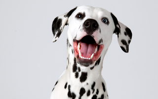 Top 10 Health Concerns for Dalmatian: Prevention and Care