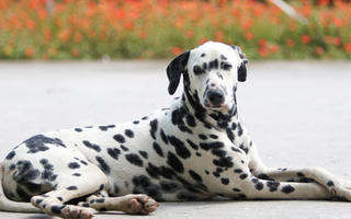 Best Diet for Dalmatian: Nutrition Tips and Food Recommendations