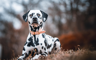 The Ultimate Guide to Dalmatian