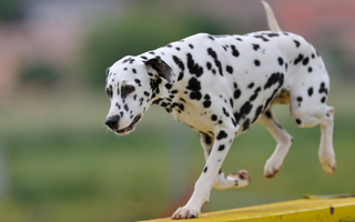 Dalmatian Temperament: What to Expect from Your Dog