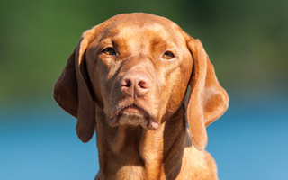Best Diet for Bloodhound: Nutrition Tips and Food Recommendations