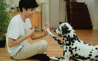 Are the Dalmatian Good with Kids? A Family-Friendly Breed Analysis