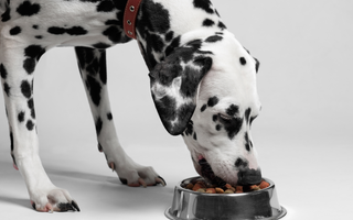 Dalmatian Exercise Needs: Keeping Your Dalmatian Fit and Happy