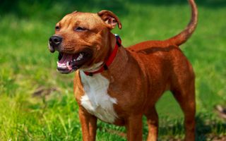 Top 10 Health Concerns for Staffordshire Bull Terrier: Prevention and Care