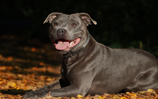 The Ultimate Guide to Staffordshire Bull Terrier