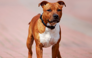 Best Diet for Staffordshire Bull Terrier: Nutrition Tips and Food Recommendations
