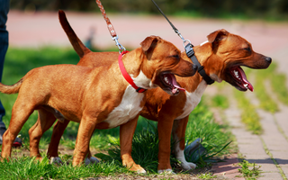 Staffordshire Bull Terrier Temperament: What to Expect from Your Dog