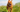 Dogue de Bordeaux Temperament: What to Expect from Your Dog