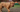 Best Diet for Dogue de Bordeaux: Nutrition Tips and Food Recommendations
