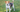 Best Diet for Parson Russell Terrier: Nutrition Tips and Food Recommendations