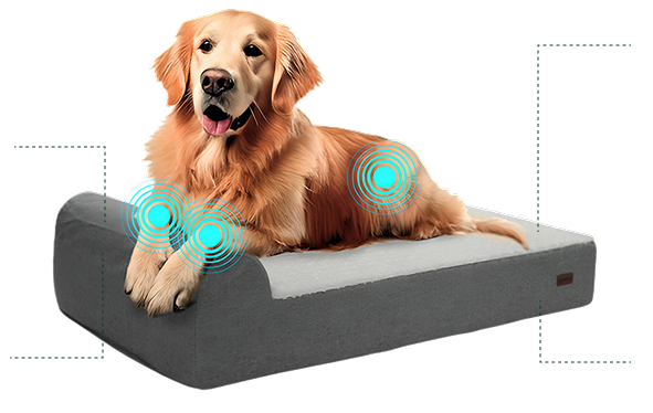 <p>Healthy Dogs Start With Better Sleep</p>