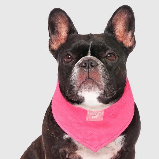 Cooling Bandana - EachPaw