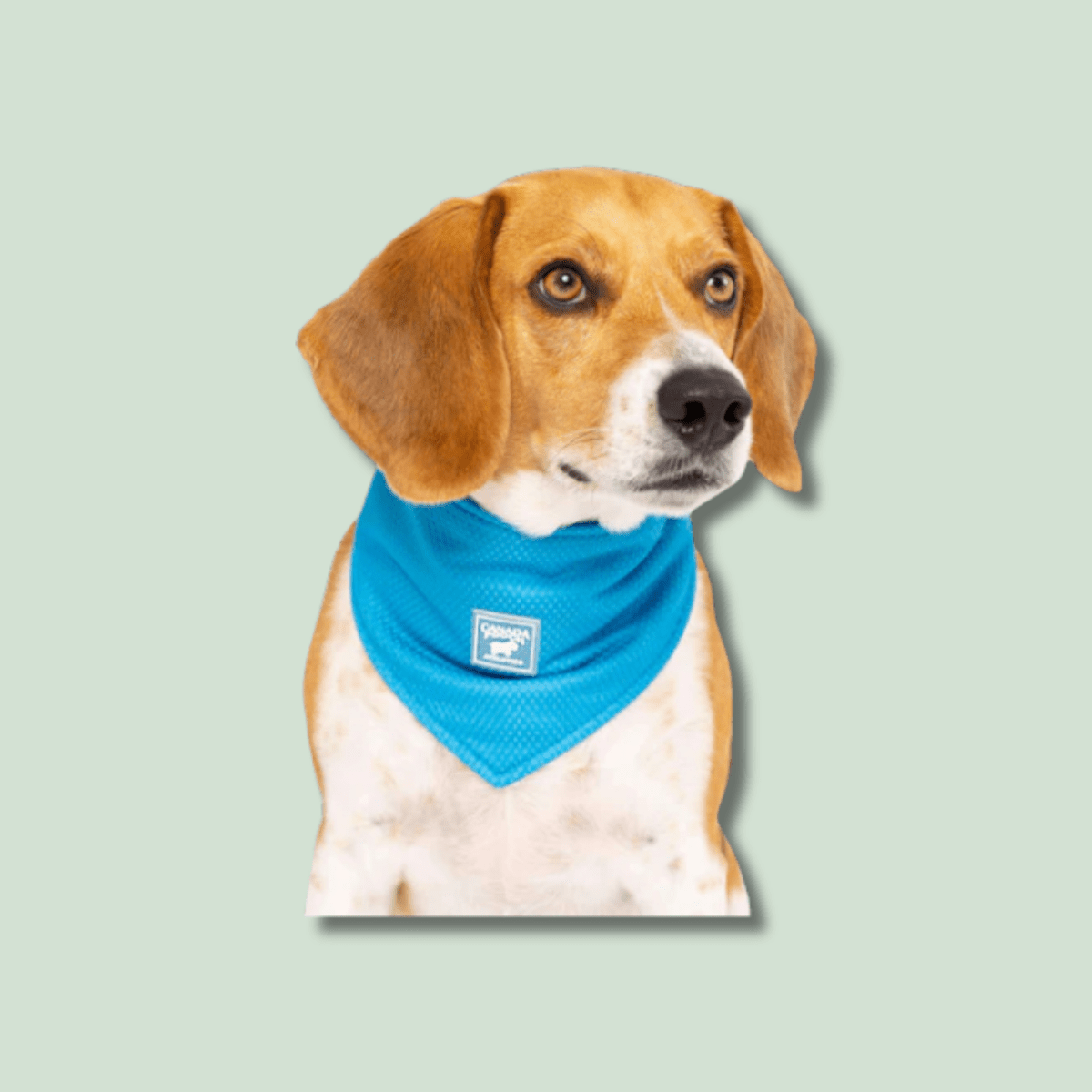 Cooling Bandana - EachPaw