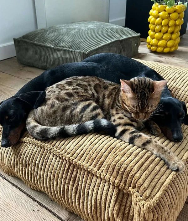 Cuadra Dog Bed - EachPaw