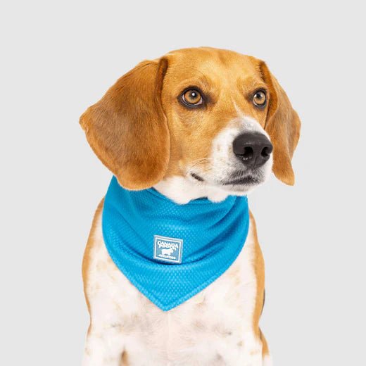 Cooling Bandana - EachPaw