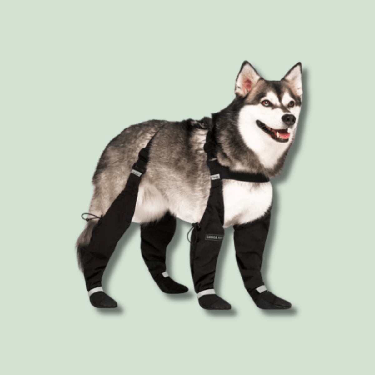 Suspender Dog Boots - EachPaw